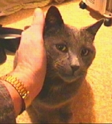 Harry, the cat