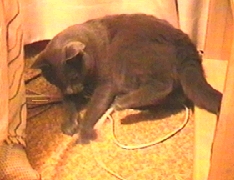 Harry playing